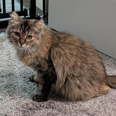 Enlarge Gingerbread, a Adoptable Domestic Short Hair in Davison, MI image 1/2
