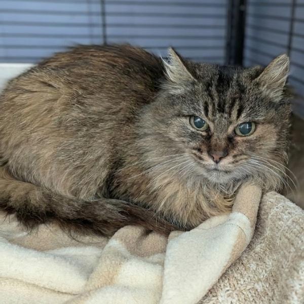 Enlarge Gingerbread, a ADOPTABLE Domestic Short Hair in Davison, MI image 1/1