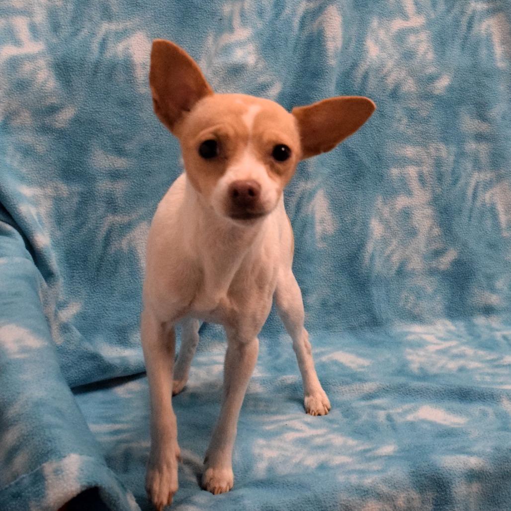 Barbara, Adoptable, Adult Female Chihuahua & Mixed Breed.