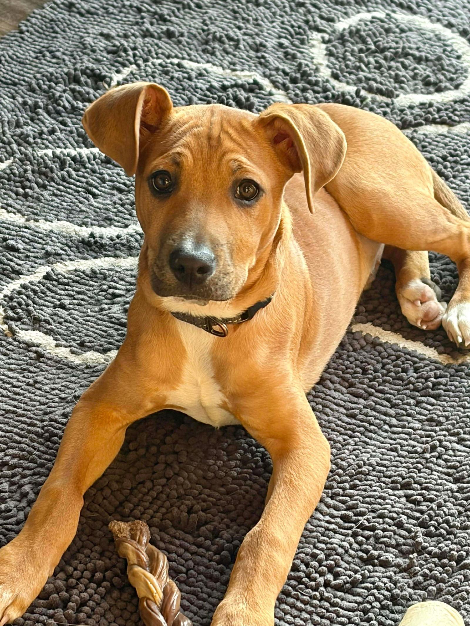 Enlarge Jasper, a Adoptable Mountain Cur in Elgin, IL image 1/3