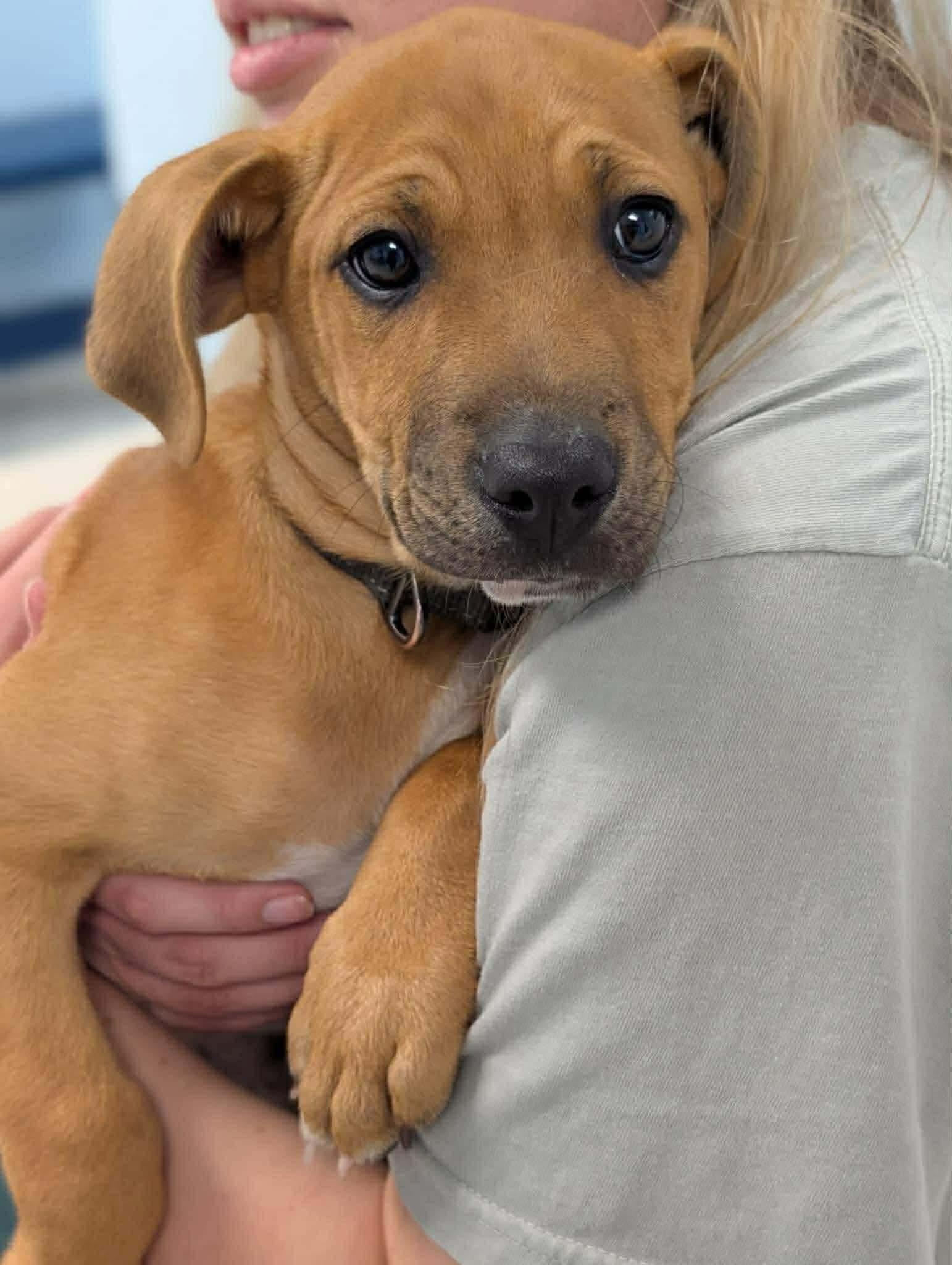 Enlarge Jasper, a Adoptable Mountain Cur in Elgin, IL image 2/3