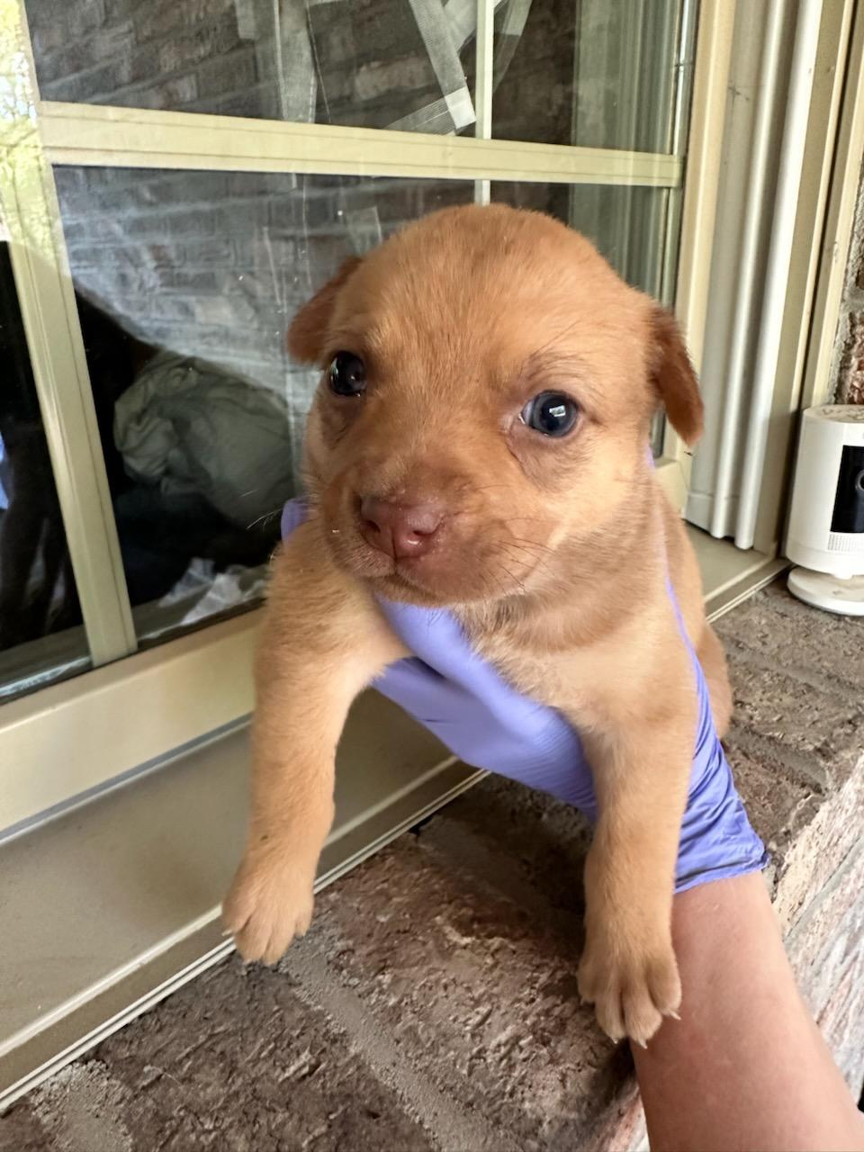 Enlarge Q.T., a ADOPTABLE Mixed Breed in Middletown , CT image 2/2