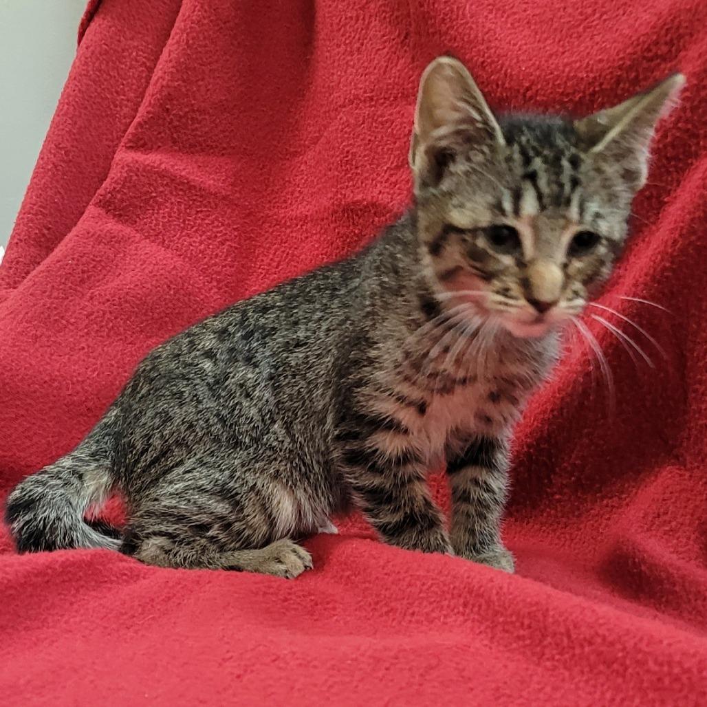 Curious, Adoptable, Kitten Male Domestic Short Hair.