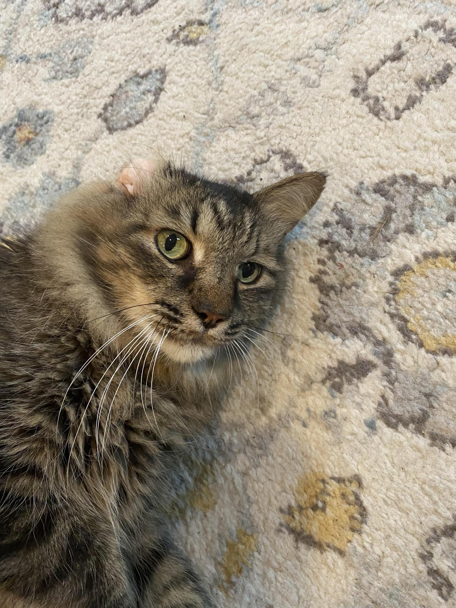 Enlarge Mr. Fluffy, a Adopted mixed breed in Mentor, OH image 3/3