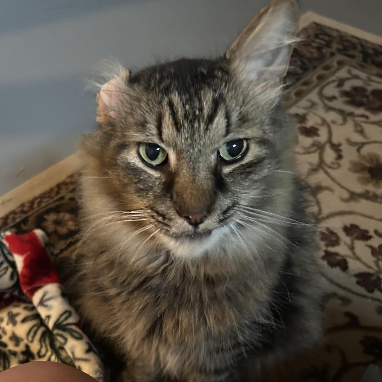 Enlarge Mr. Fluffy, a Adopted mixed breed in Mentor, OH image 2/3