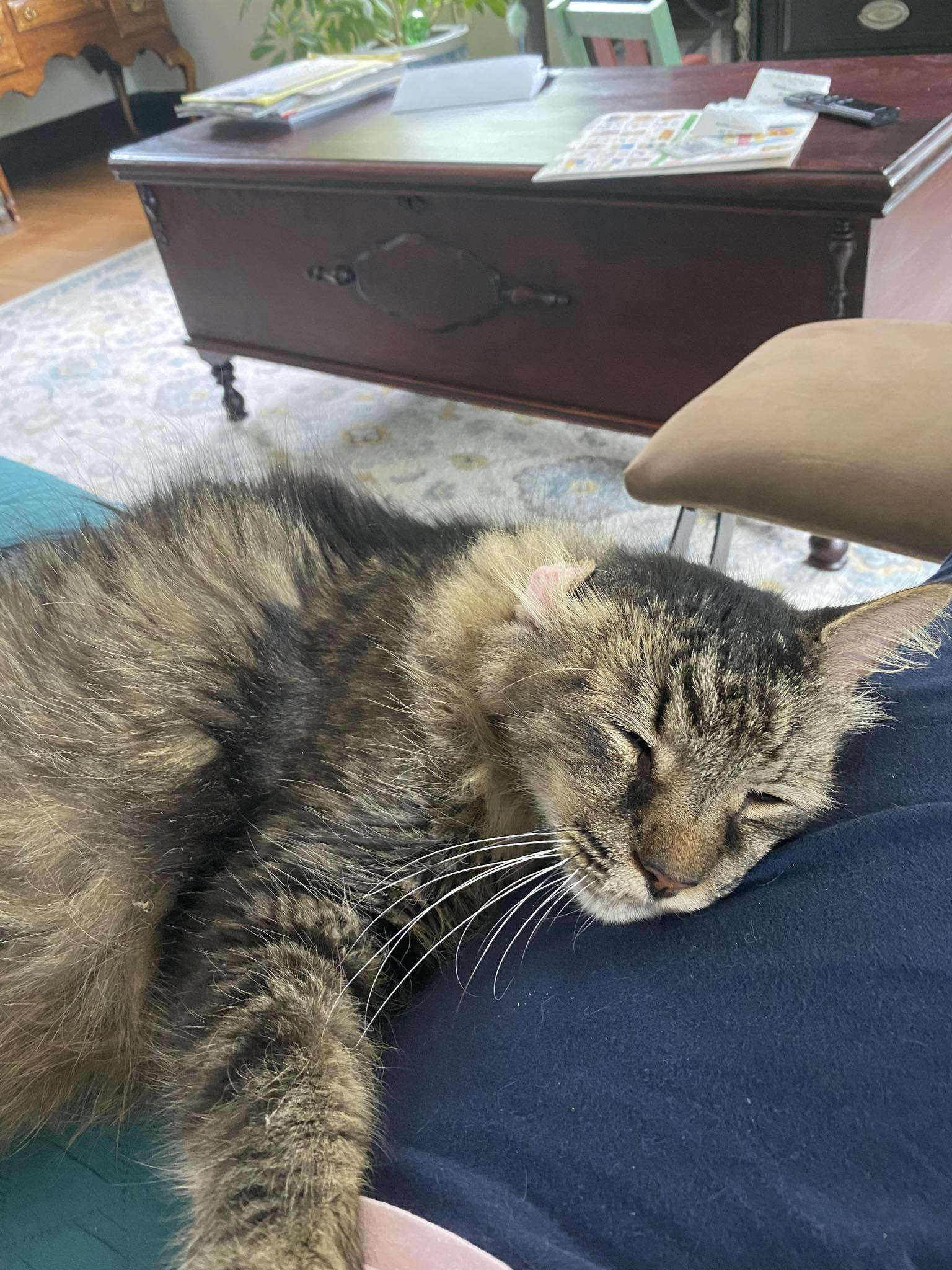 Mr. Fluffy, Adopted, Adult Male Maine Coon & Domestic Long Hair.