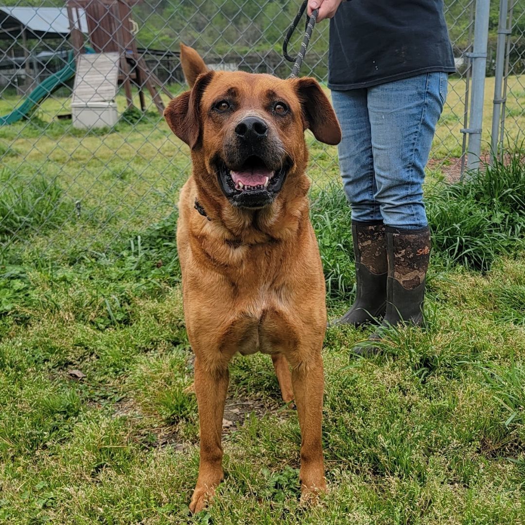 Enlarge Cinnamon, a Adoptable mixed breed in Anniston, AL image 1/10