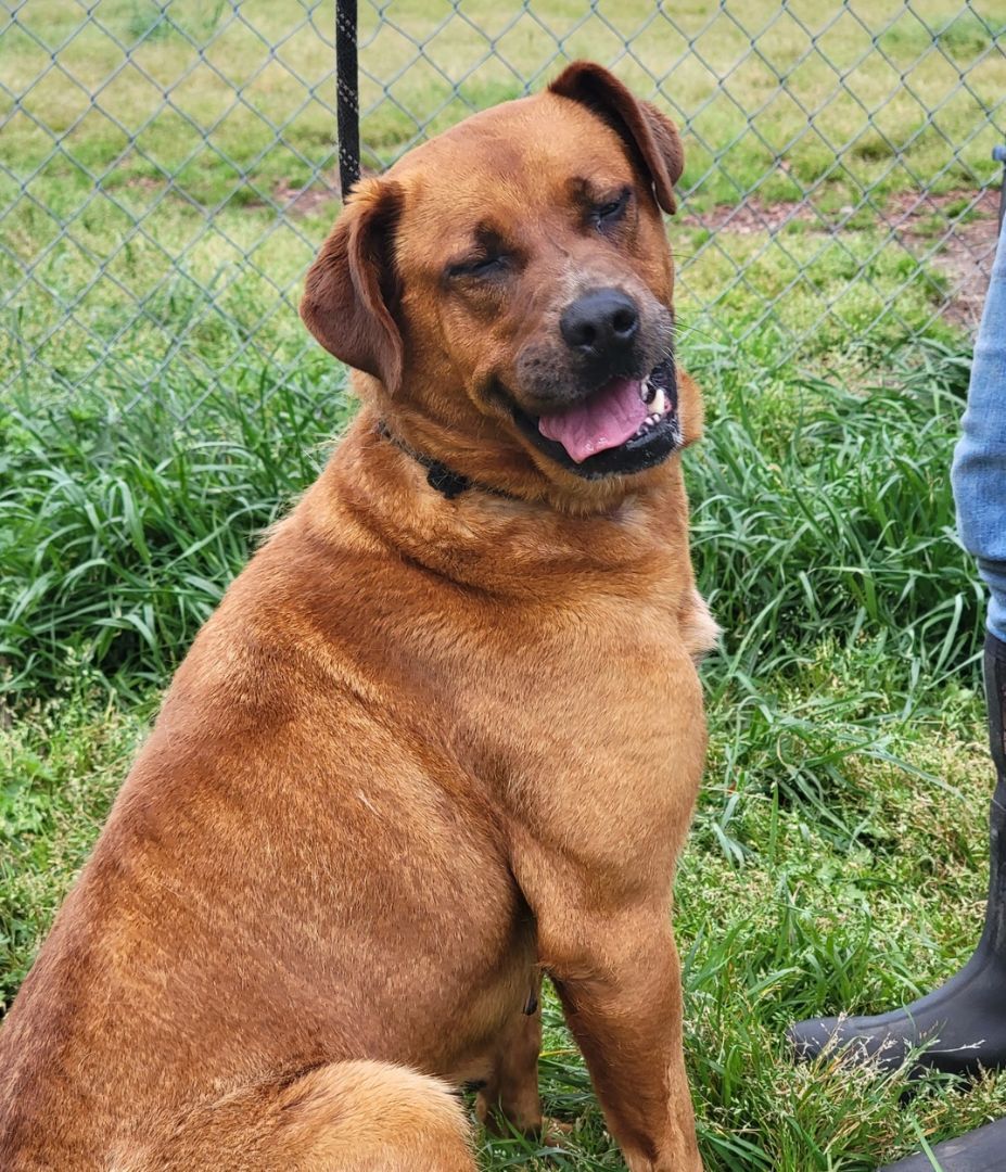 Enlarge Cinnamon, a Adoptable mixed breed in Anniston, AL image 2/10