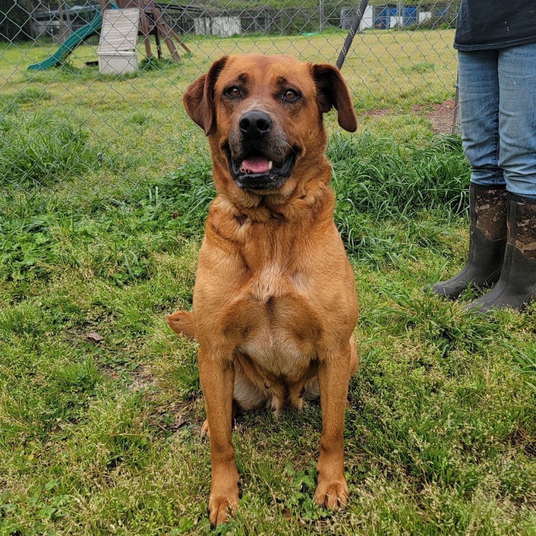 Enlarge Cinnamon, a Adoptable mixed breed in Anniston, AL image 3/10
