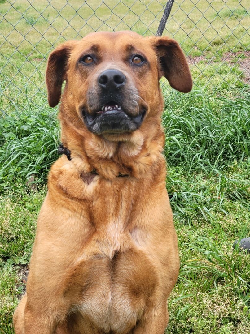 Enlarge Cinnamon, a Adoptable mixed breed in Anniston, AL image 4/10