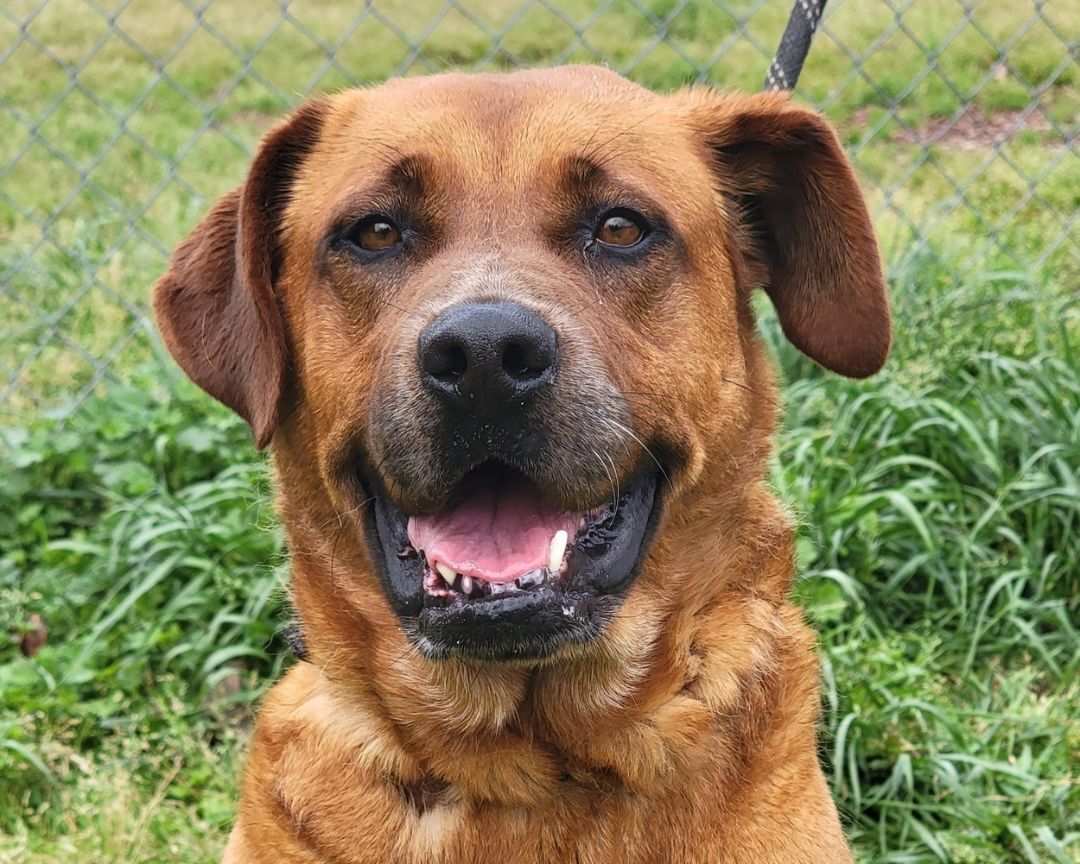 Enlarge Cinnamon, a Adoptable mixed breed in Anniston, AL image 5/10