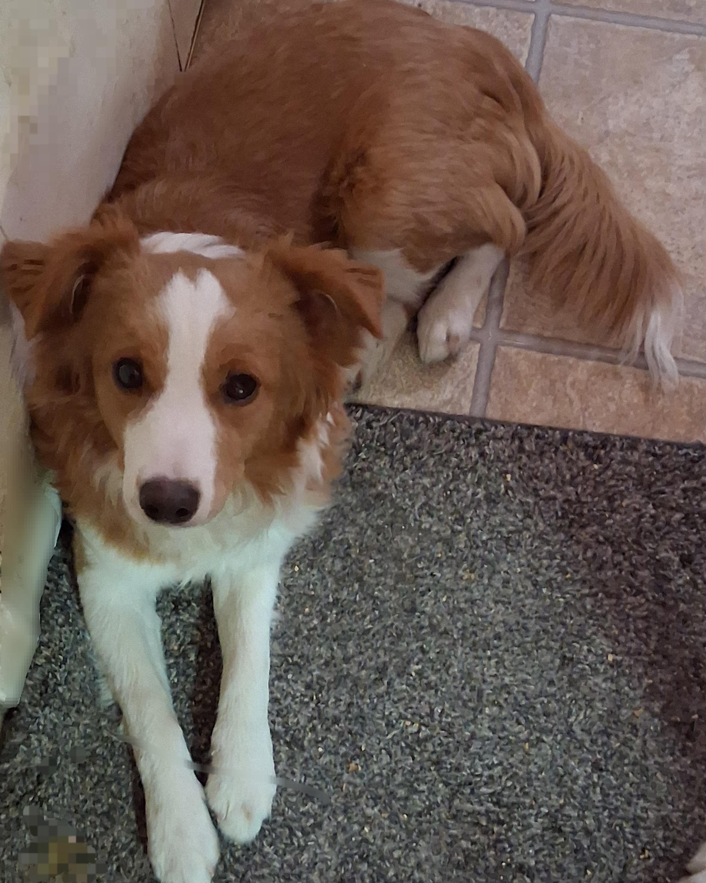 Ginger, an adopted mixed breed in Anaconda, MT image 3/3