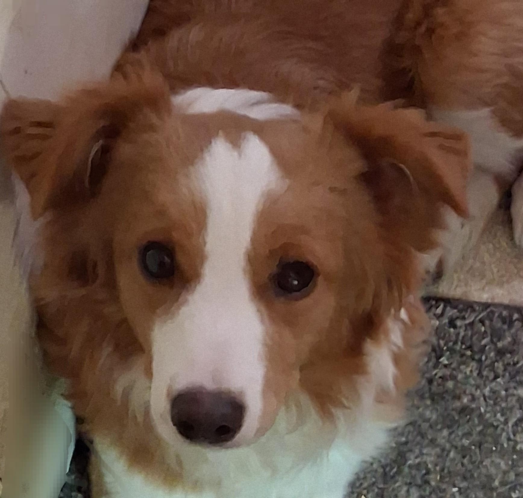 Ginger, an adopted mixed breed in Anaconda, MT image 1/3