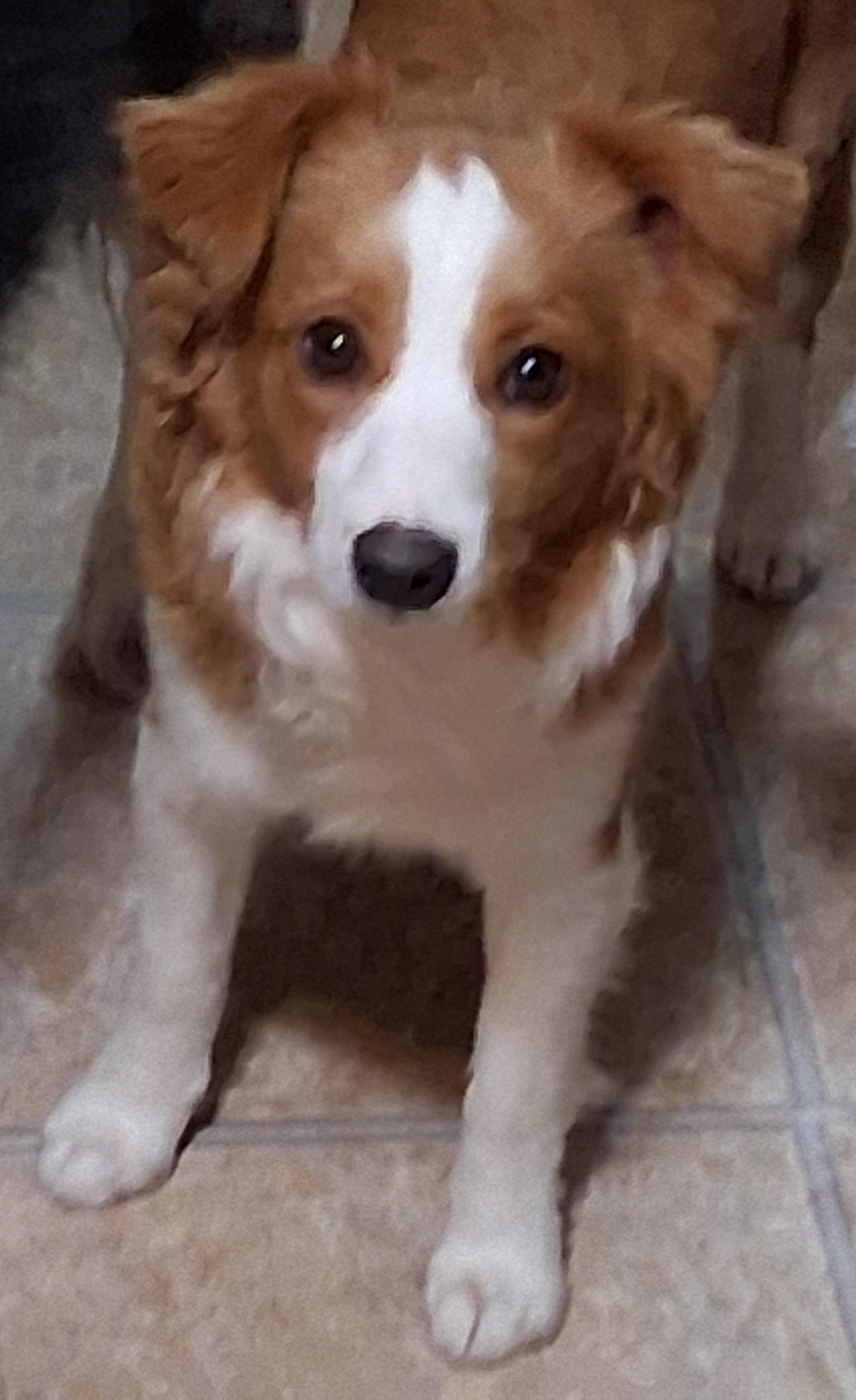 Ginger, an adopted mixed breed in Anaconda, MT image 2/3