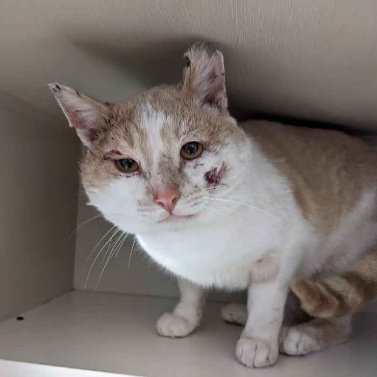 Enlarge Sammy, a ADOPTABLE Tabby in Shippenville, PA image 5/5