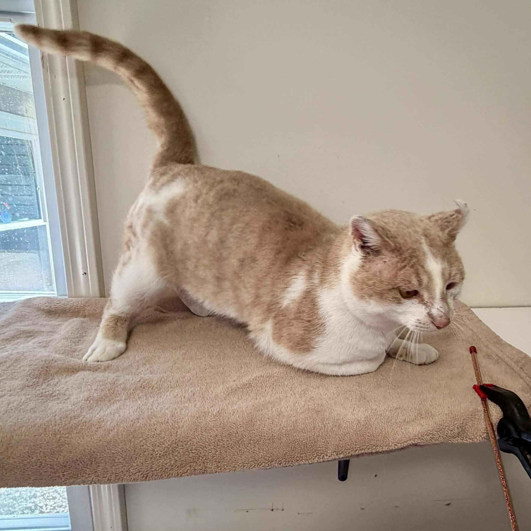 Enlarge Sammy, a ADOPTABLE Tabby in Shippenville, PA image 3/5