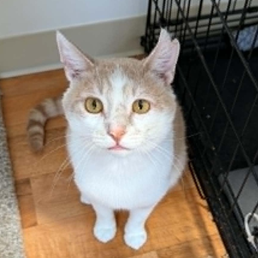 Sammy, a ADOPTABLE Tabby in Shippenville, PA image 1/6