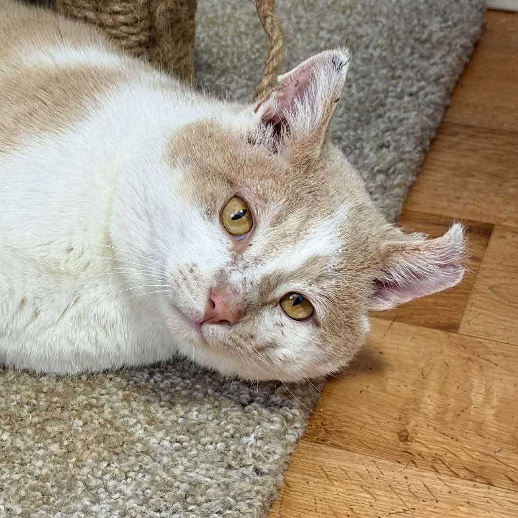 Enlarge Sammy, a ADOPTABLE Tabby in Shippenville, PA image 1/5