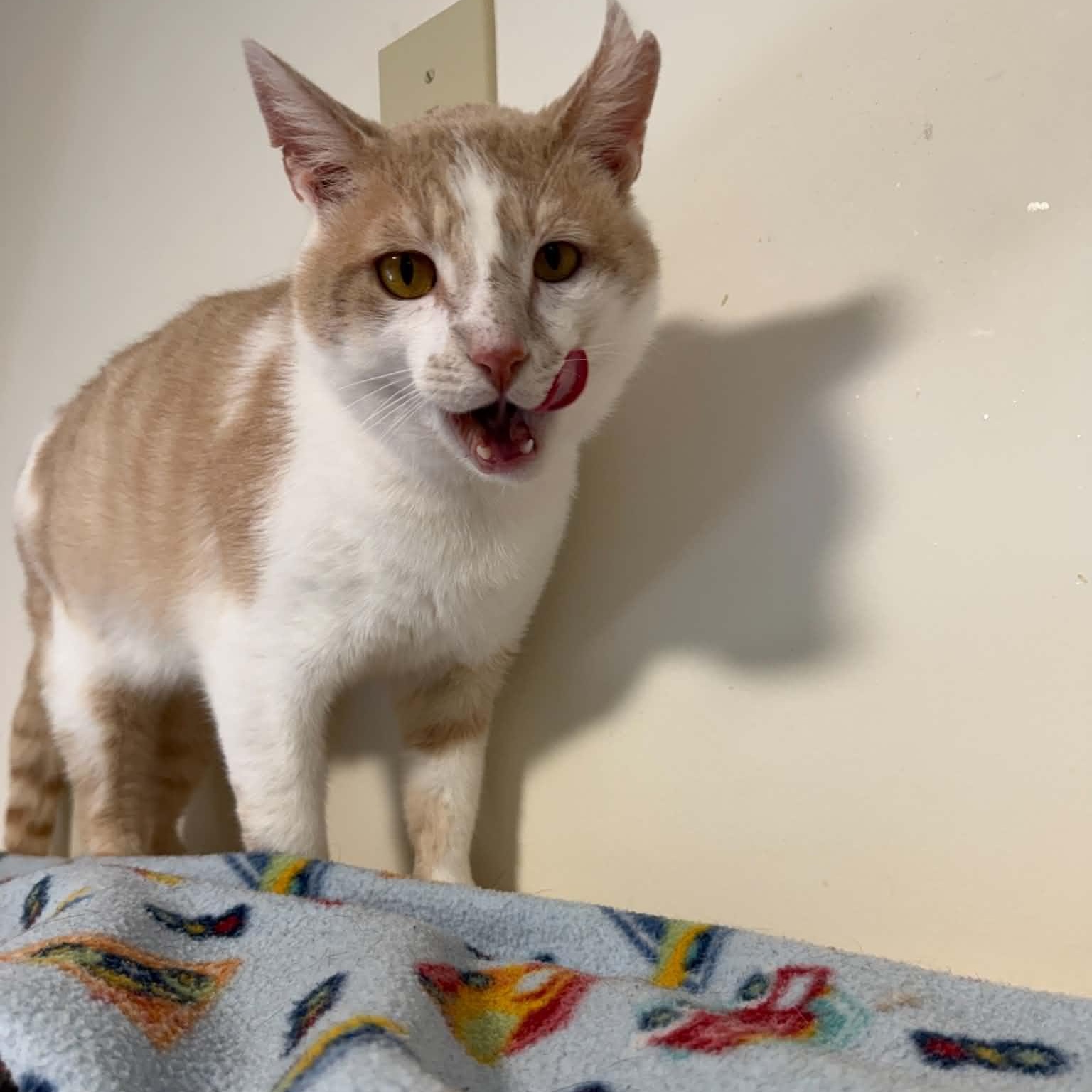 Sammy, a ADOPTABLE Tabby in Shippenville, PA image 6/6