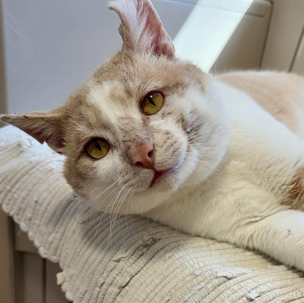 Enlarge Sammy, a ADOPTABLE Tabby in Shippenville, PA image 2/5