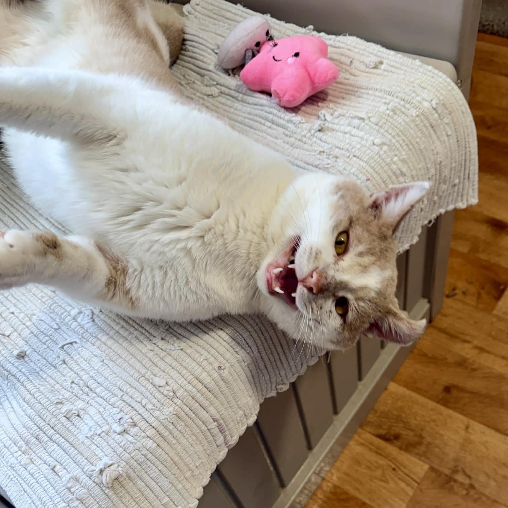 Enlarge Sammy, a ADOPTABLE Tabby in Shippenville, PA image 4/5