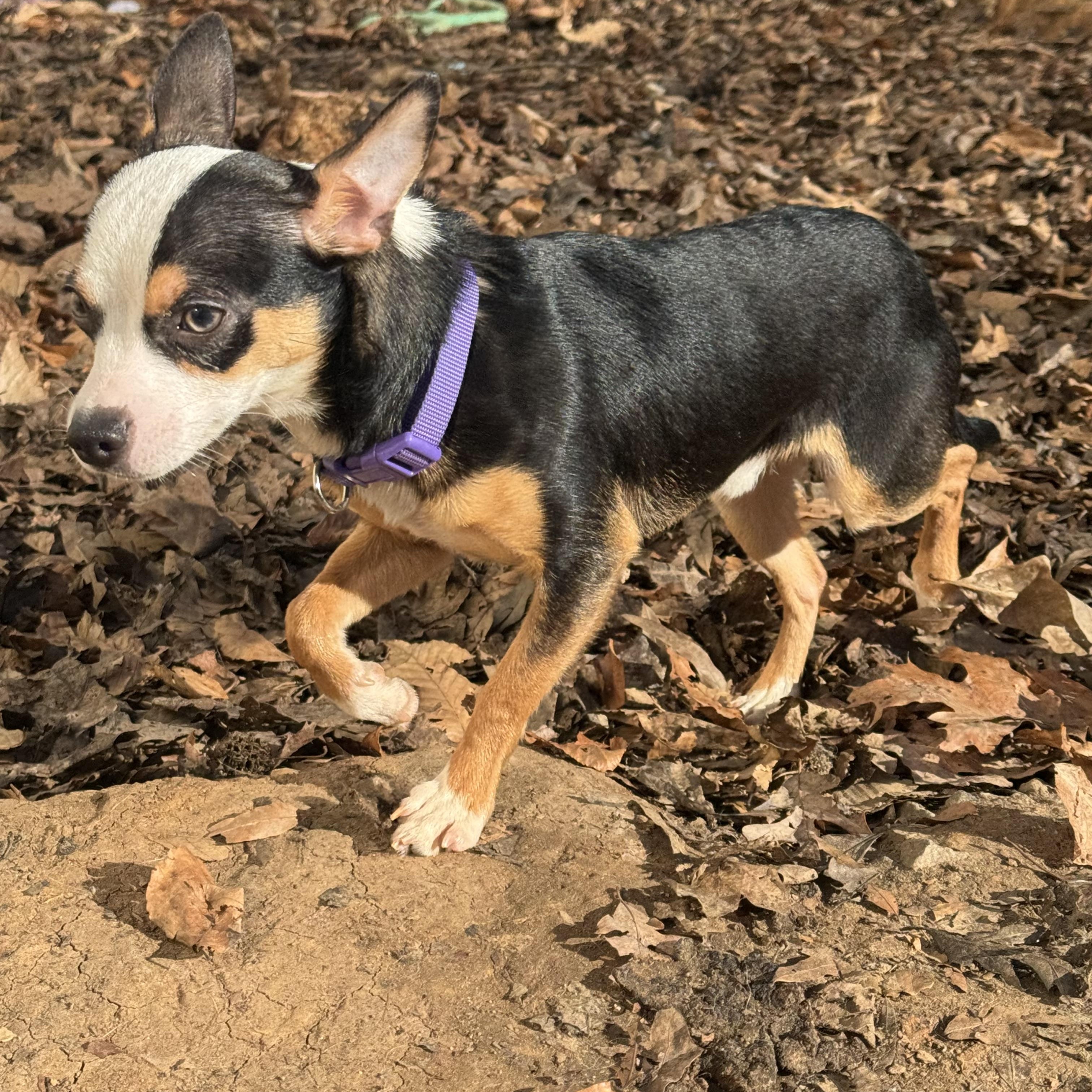 Enlarge Dougie , a ADOPTABLE mixed breed in Fredericksburg, VA image 2/3