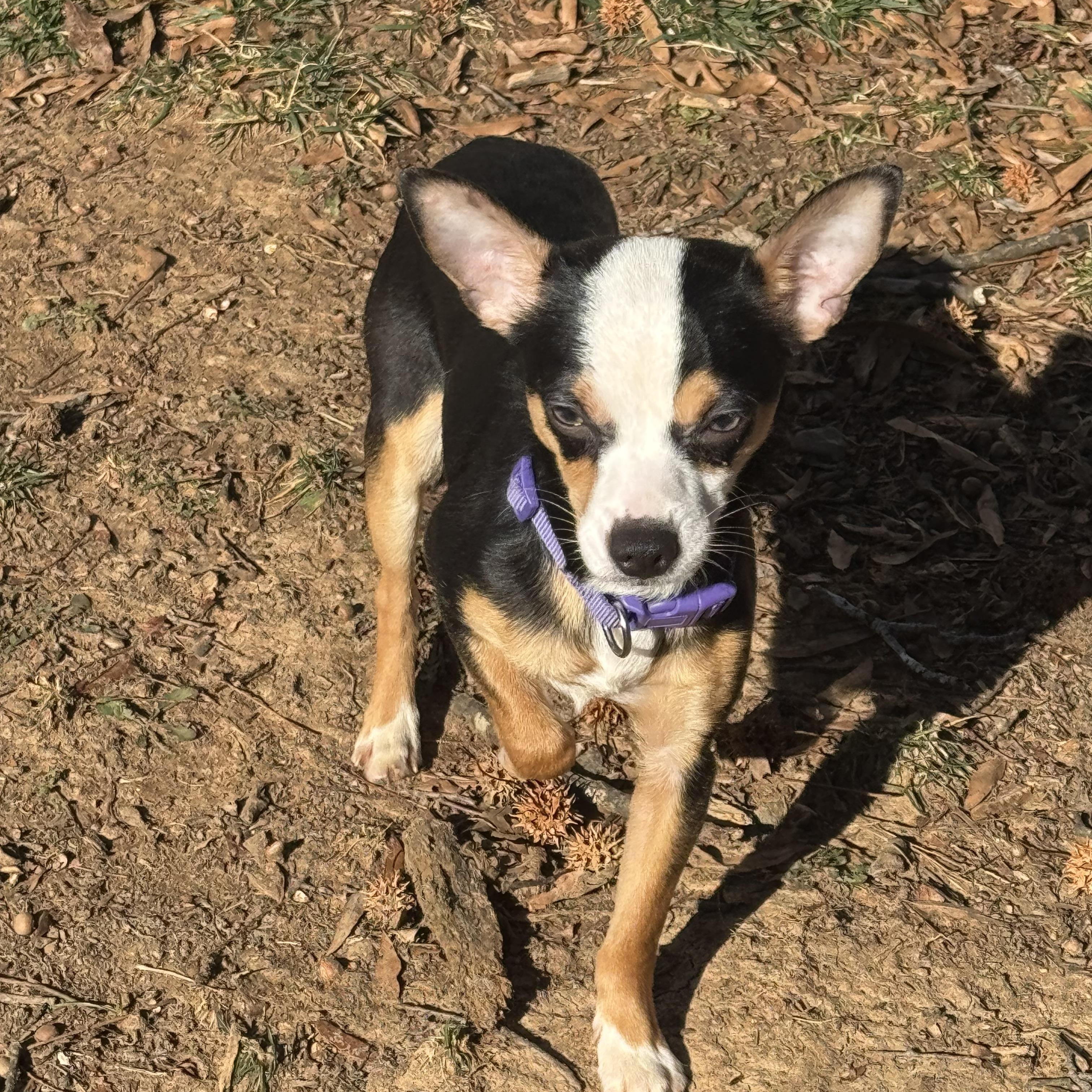 Dougie , ADOPTABLE, Young Male Chihuahua.