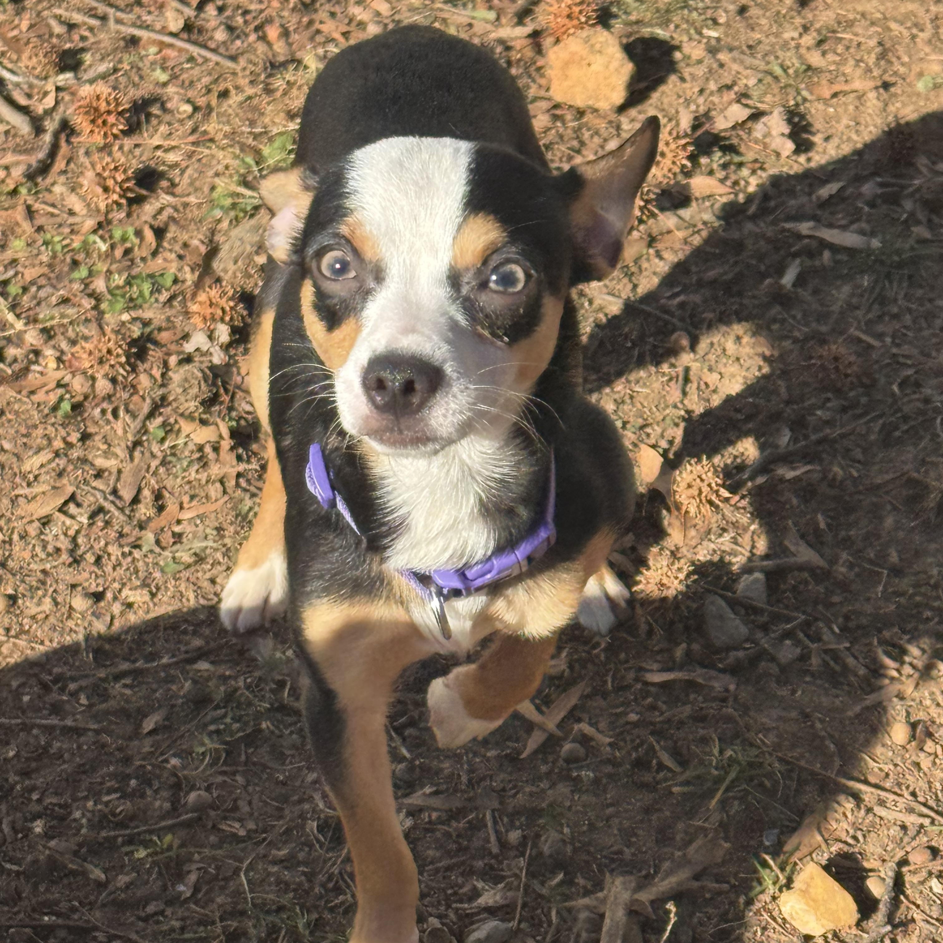Enlarge Dougie , a ADOPTABLE mixed breed in Fredericksburg, VA image 3/3