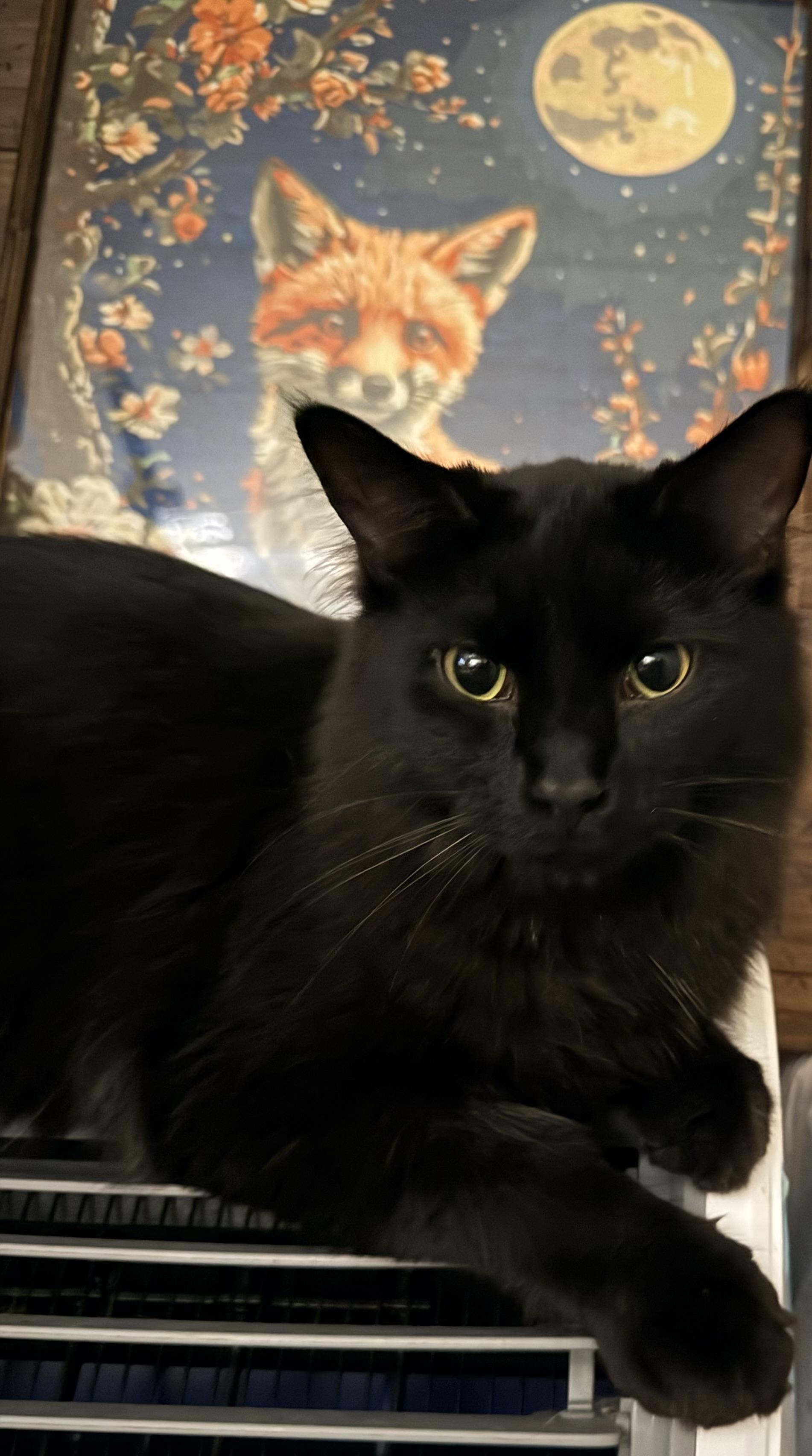 Enlarge Sebastian, a Adoptable Domestic Medium Hair in Saint paul, MN image 2/4