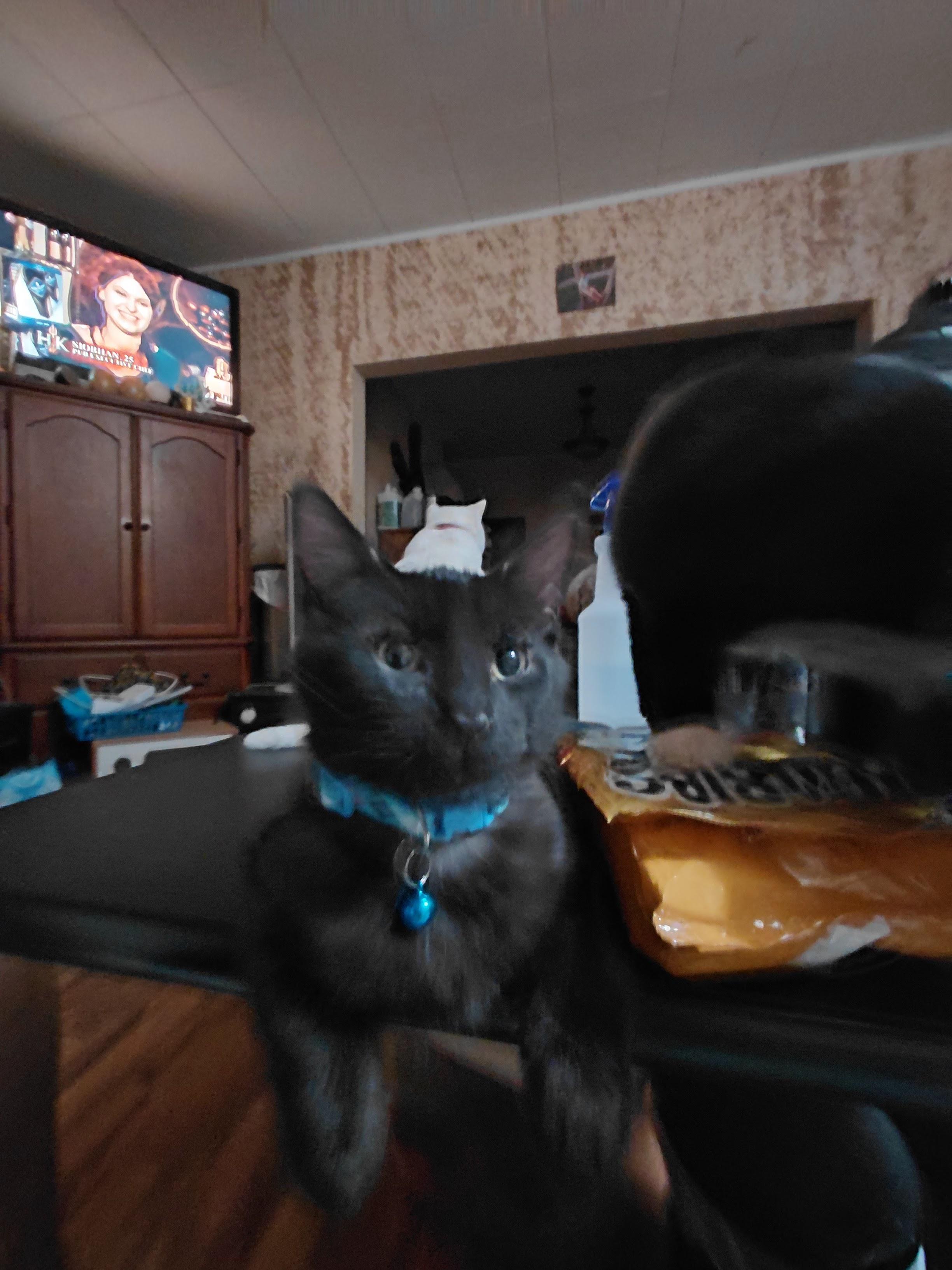 Sebastian, a Adoptable Domestic Medium Hair in Waseca, MN image 1/3