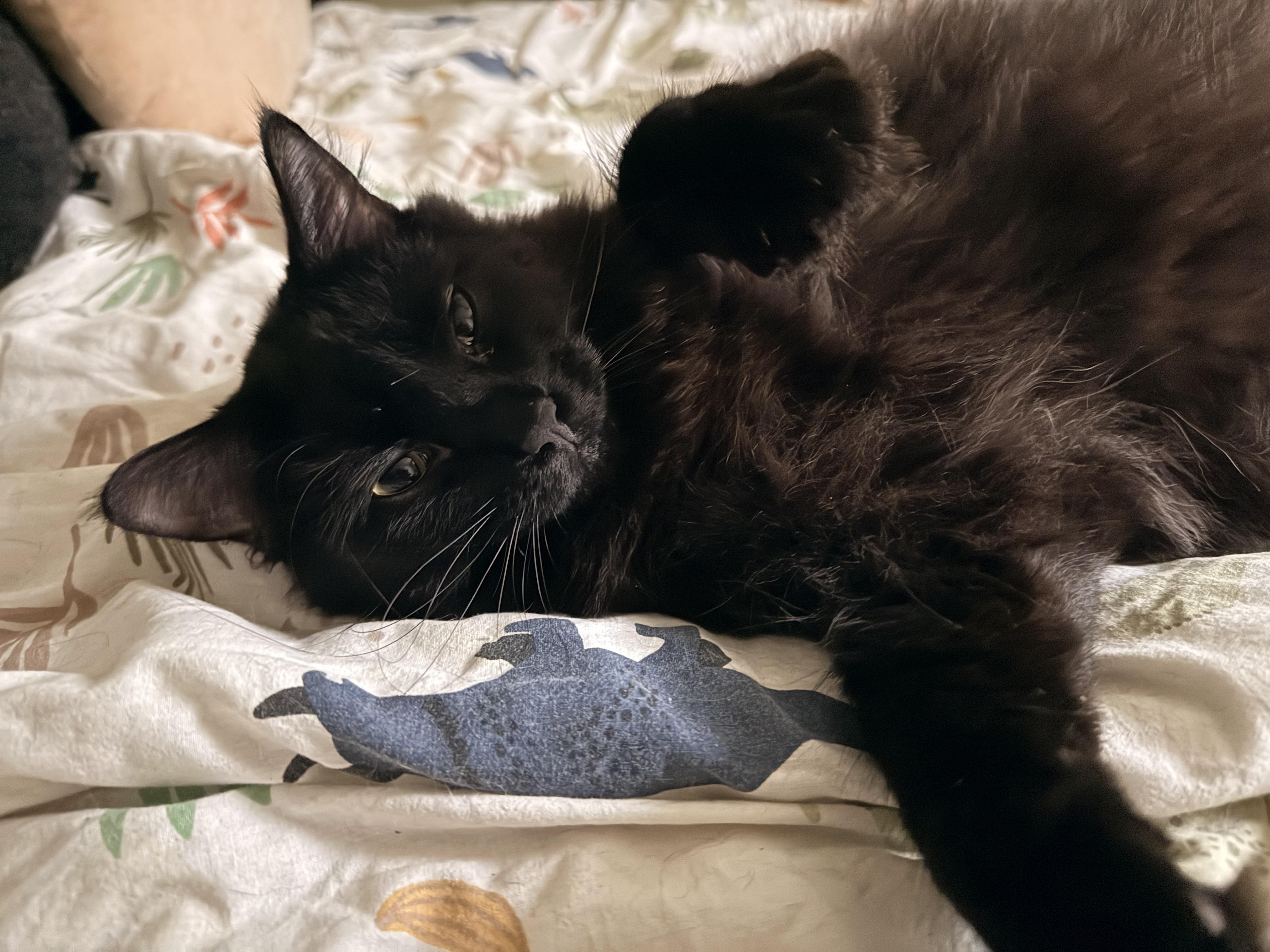 Enlarge Sebastian, a Adoptable Domestic Medium Hair in Saint paul, MN image 4/4