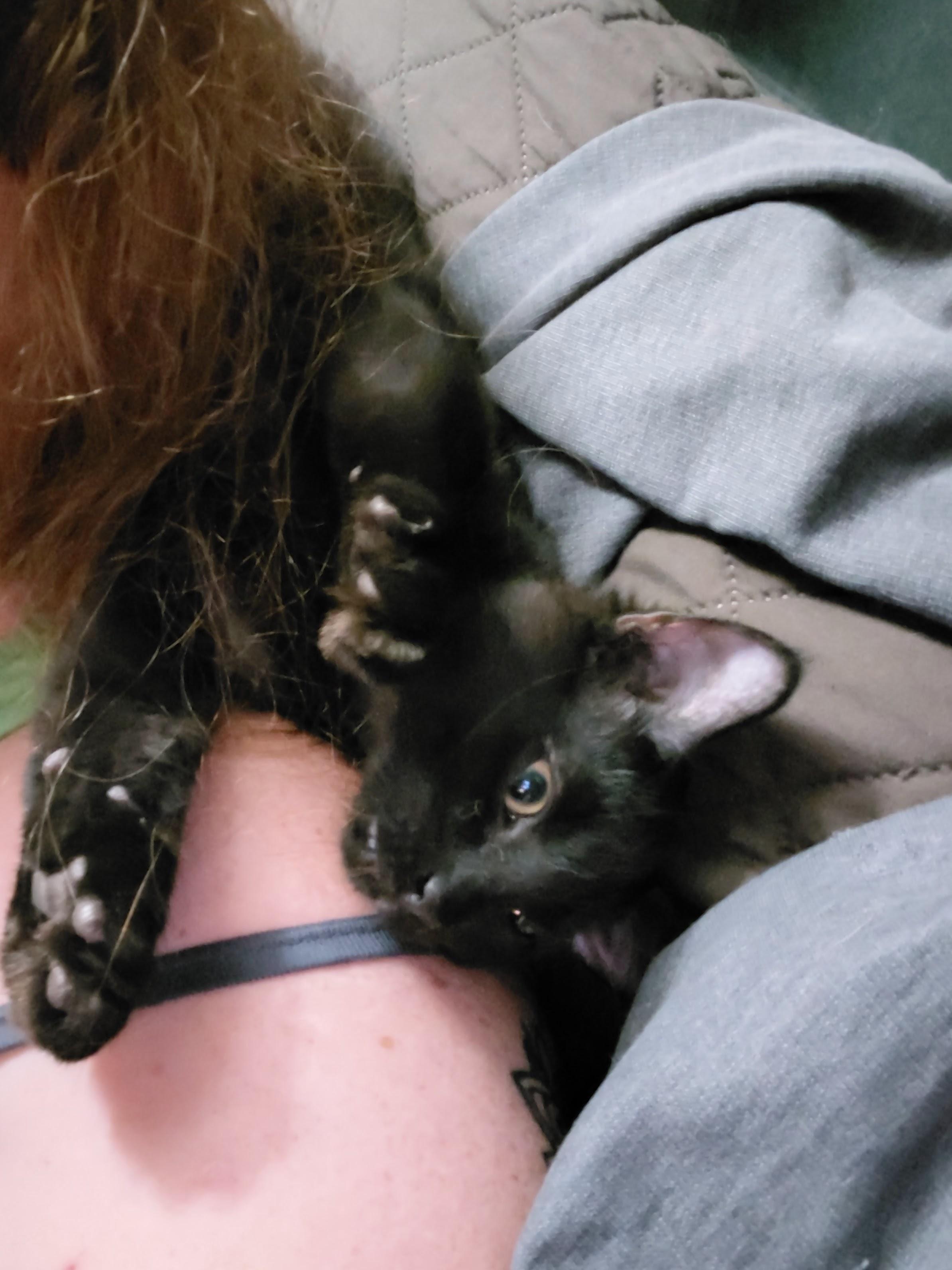 Sebastian, a Adoptable Domestic Medium Hair in Waseca, MN image 2/3