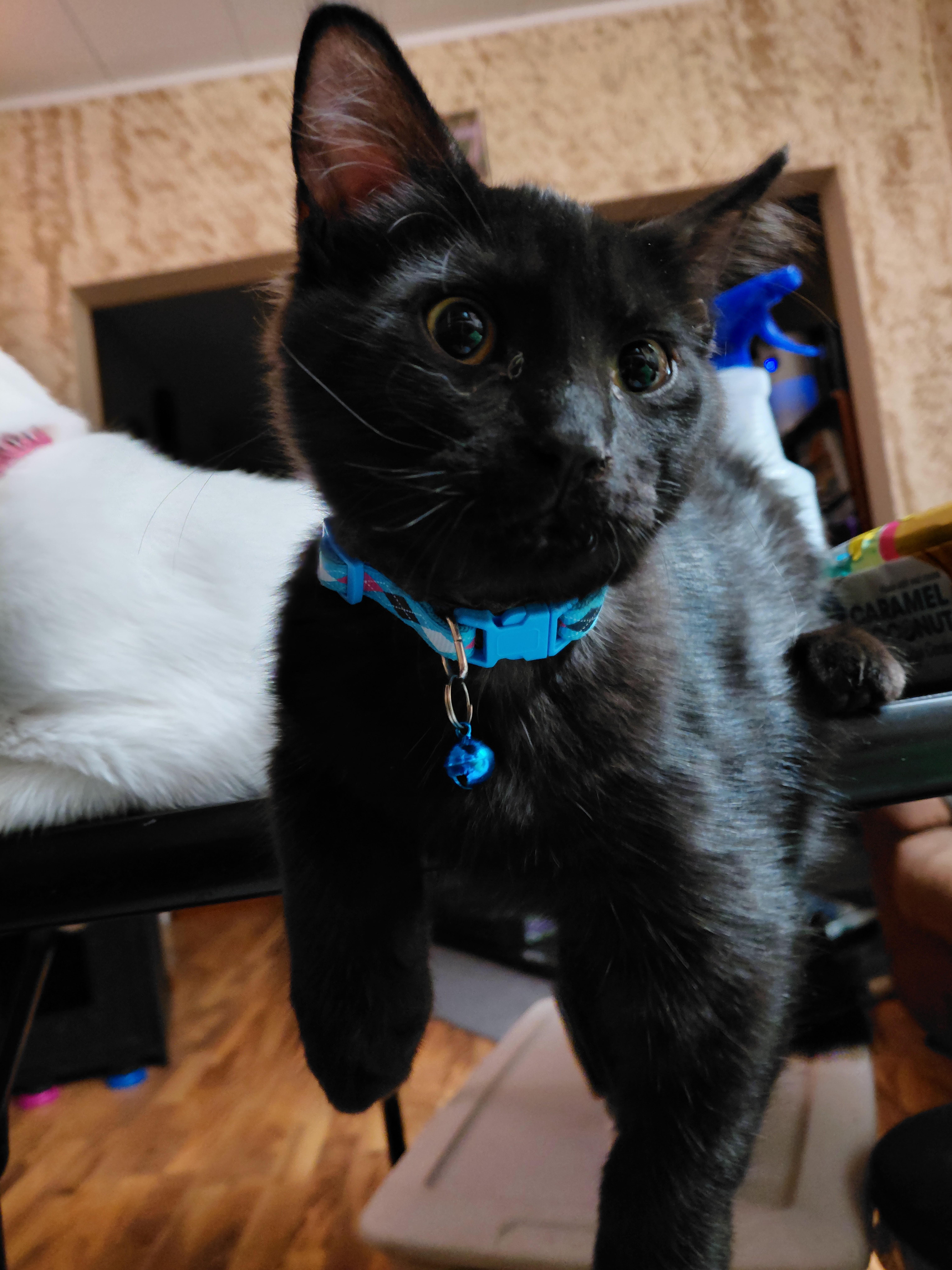 Sebastian, a Adoptable Domestic Medium Hair in Waseca, MN image 3/3