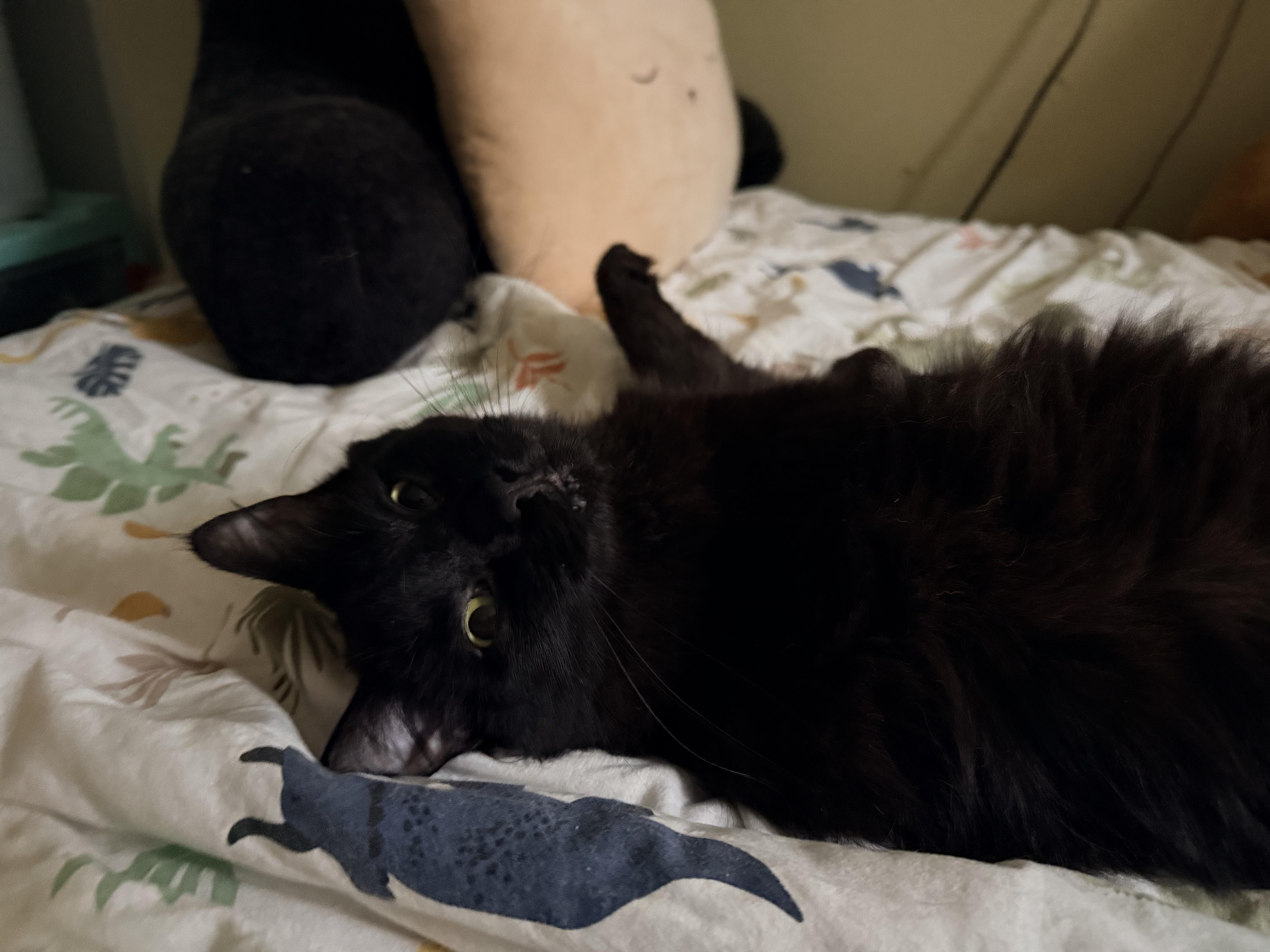 Enlarge Sebastian, a Adoptable Domestic Medium Hair in Saint paul, MN image 3/4
