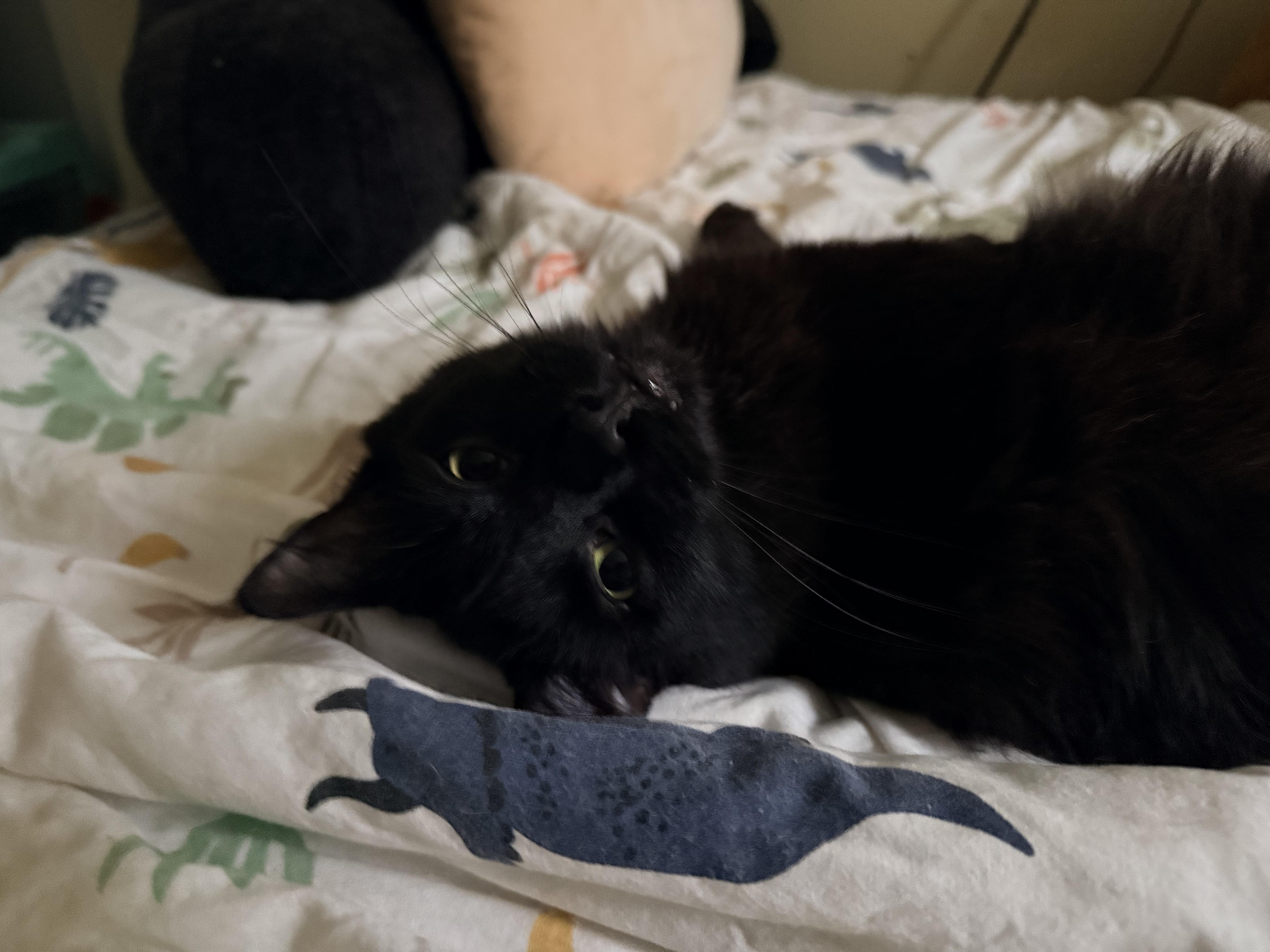 Sebastian, Adoptable, Young Male Domestic Medium Hair.