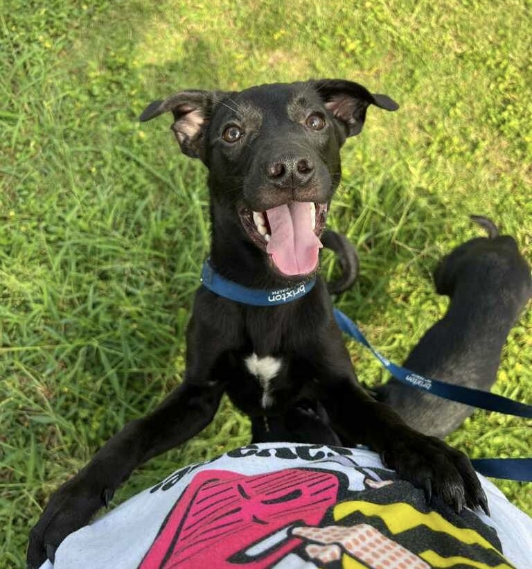 Lorelai, an adoptable Labrador Retriever in Harlingen, TX, 78550 | Photo Image 3