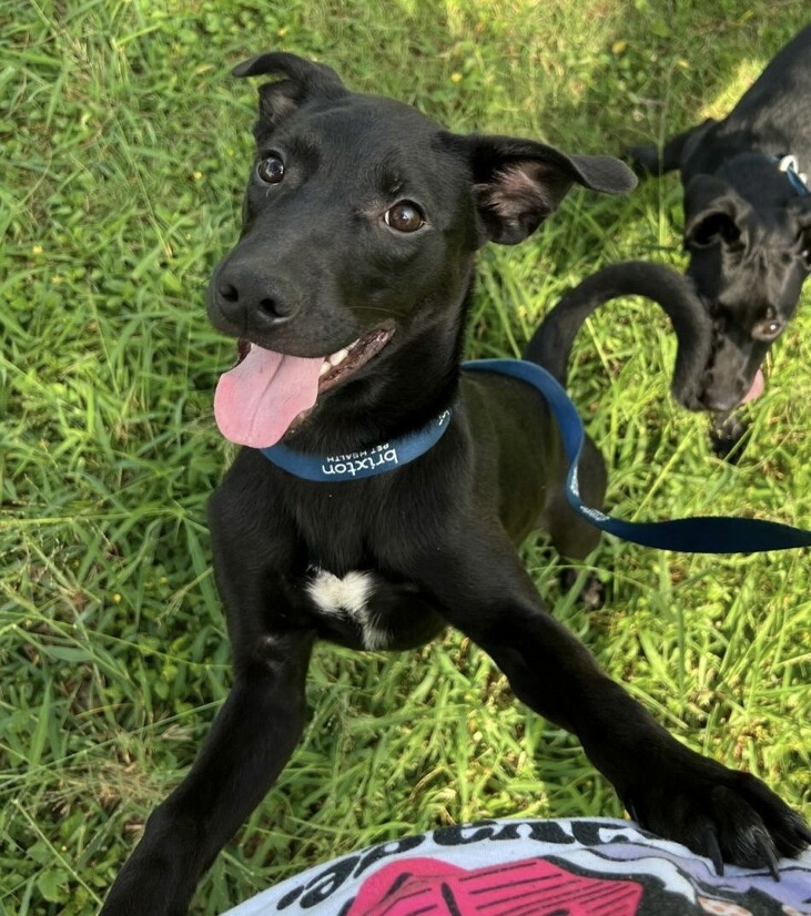 Lorelai, an adoptable Labrador Retriever in Harlingen, TX, 78550 | Photo Image 2