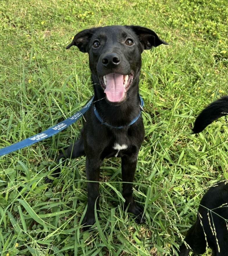 Lorelai, an adoptable Labrador Retriever in Harlingen, TX, 78550 | Photo Image 6