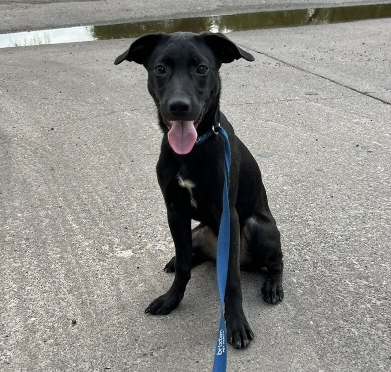 Lorelai, an adoptable Labrador Retriever in Harlingen, TX, 78550 | Photo Image 5