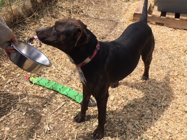 Buster, a Adoptable mixed breed in Tulsa, OK image 1/8