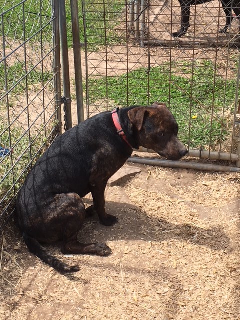 Buster, a Adoptable mixed breed in Tulsa, OK image 2/8