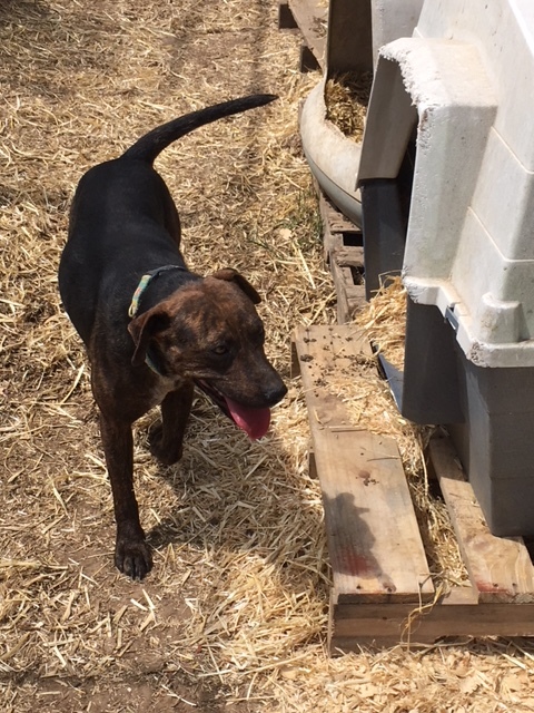 Buster, a Adoptable mixed breed in Tulsa, OK image 4/8