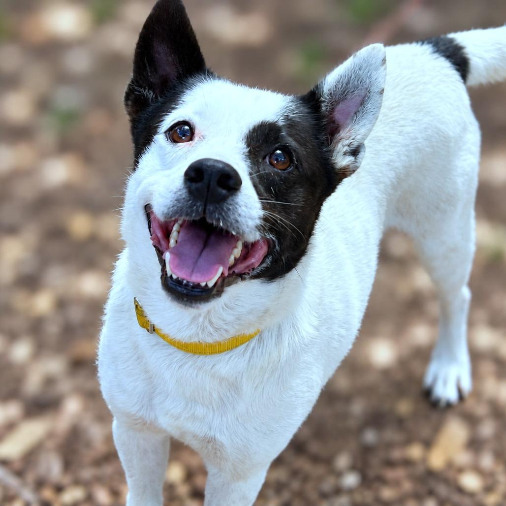 Enlarge Dallas, a Adopted mixed breed in Boerne, TX image 1/5