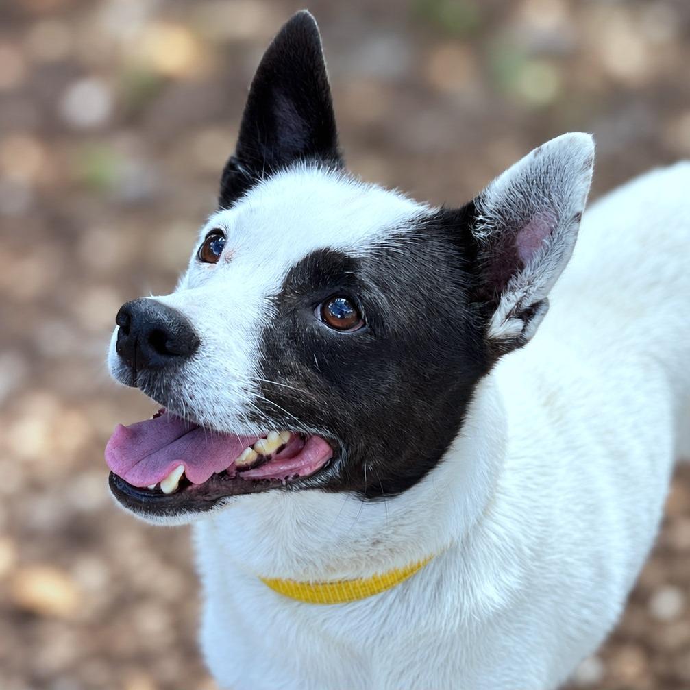 Enlarge Dallas, a Adopted mixed breed in Boerne, TX image 2/5