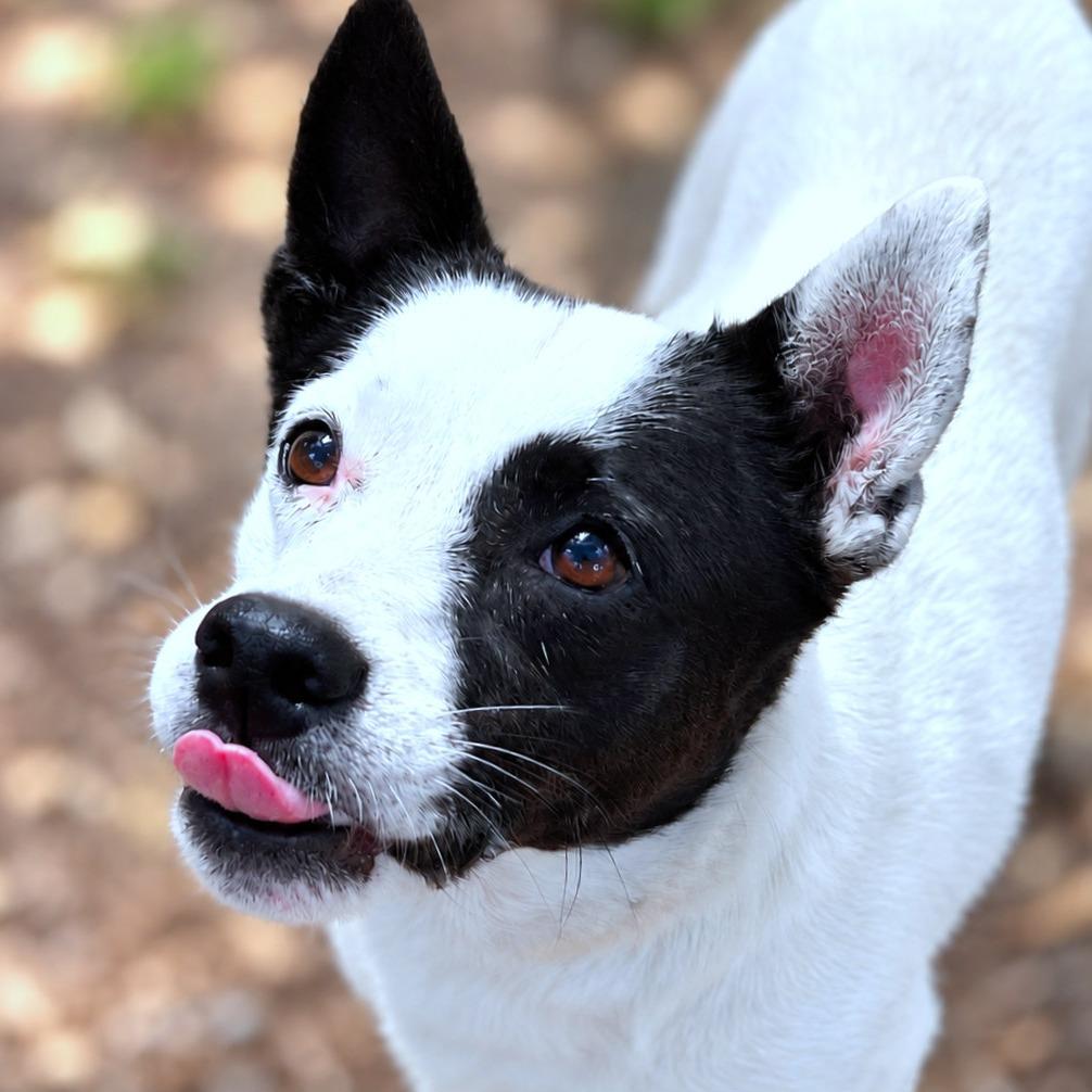 Enlarge Dallas, a Adopted mixed breed in Boerne, TX image 3/5