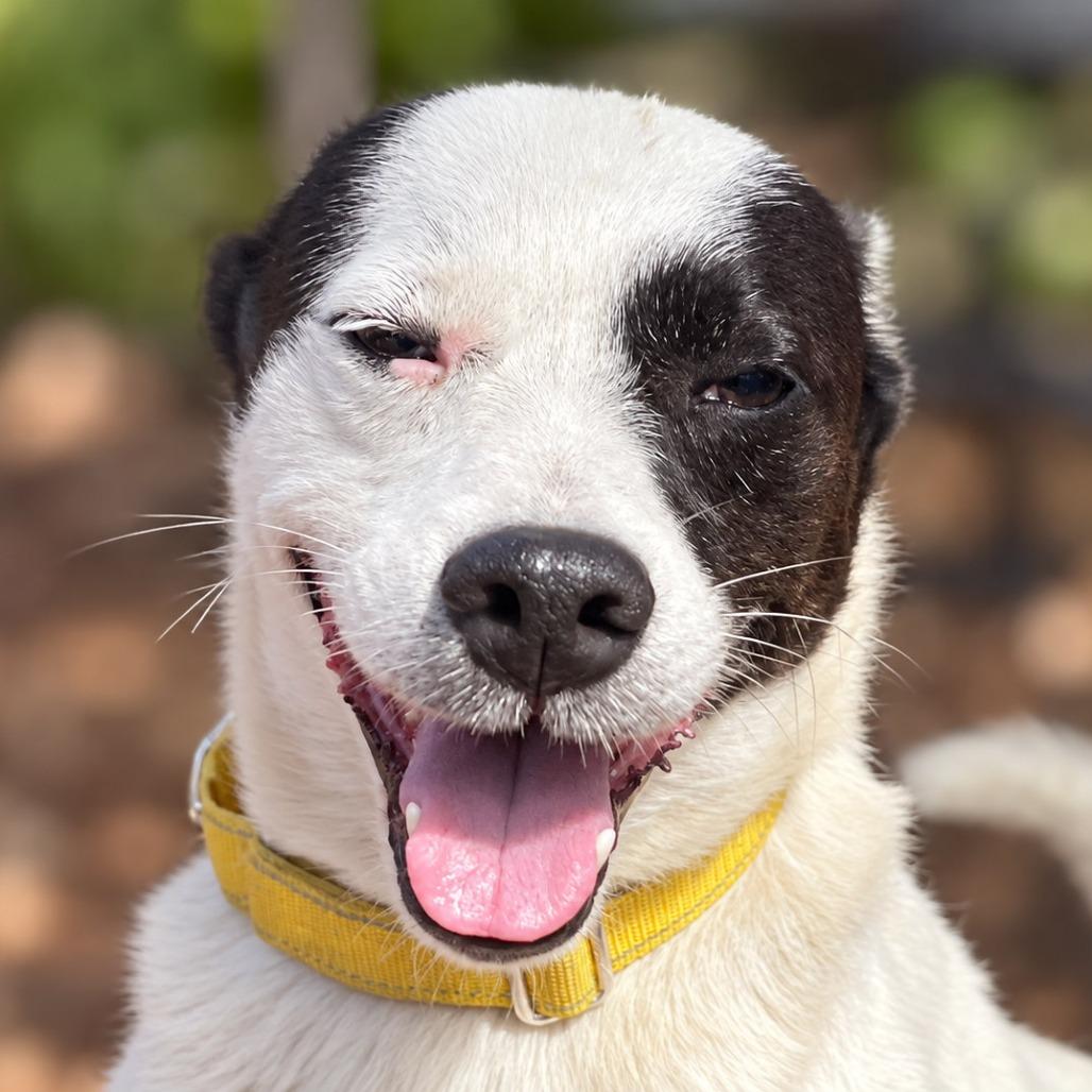 Enlarge Dallas, a Adopted mixed breed in Boerne, TX image 4/5