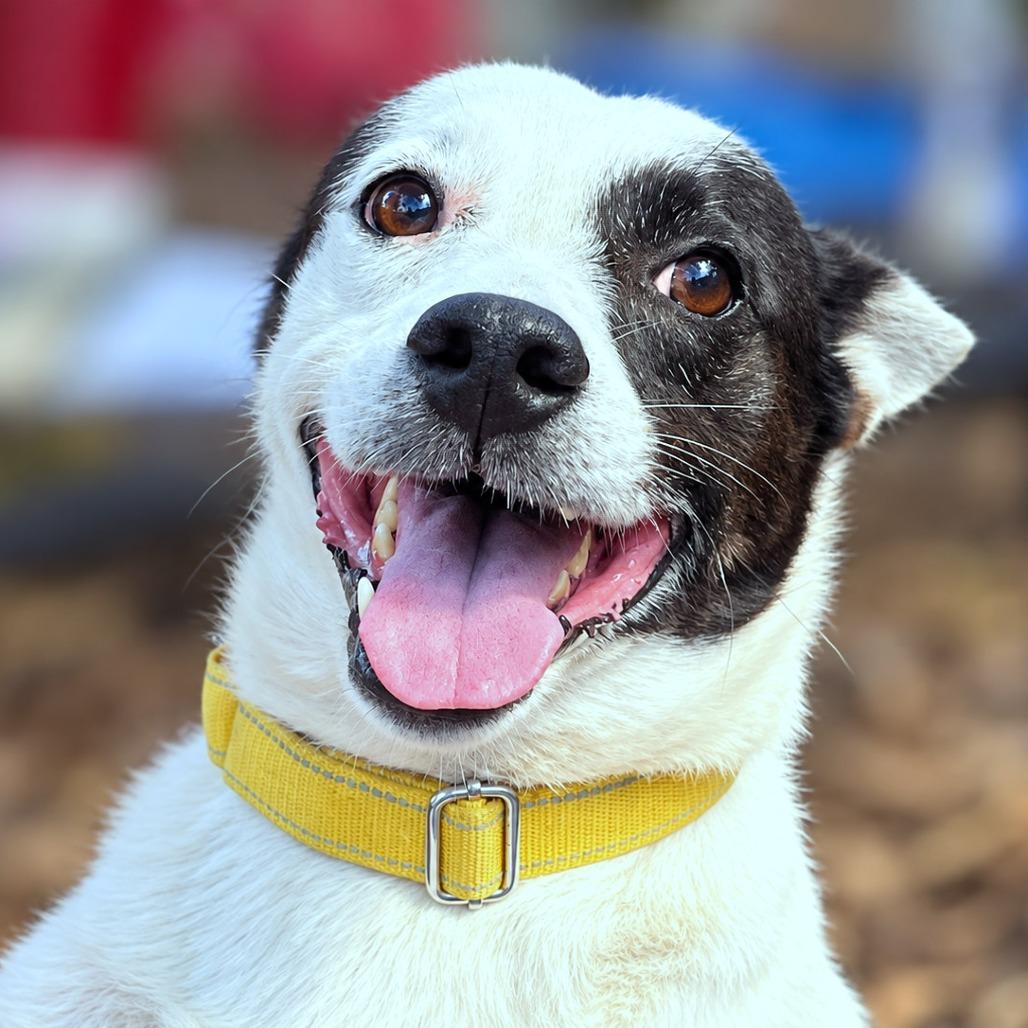 Enlarge Dallas, a Adopted mixed breed in Boerne, TX image 5/5