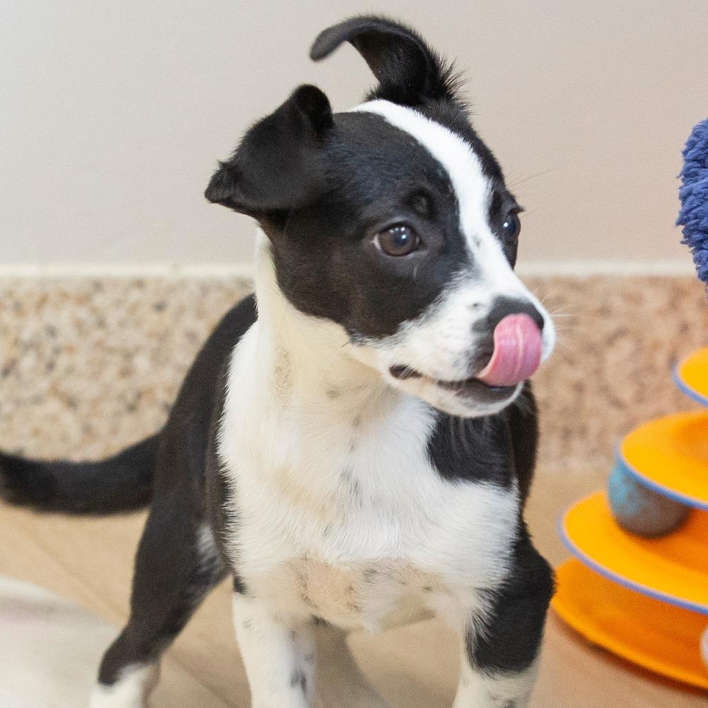 Enlarge Dot, a Adoptable Mixed Breed in Cartersville, GA image 1/4