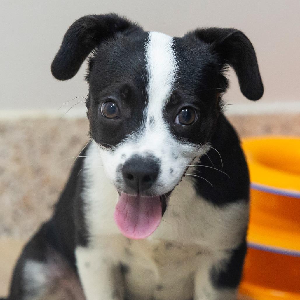 Enlarge Dot, a Adoptable Mixed Breed in Cartersville, GA image 2/4