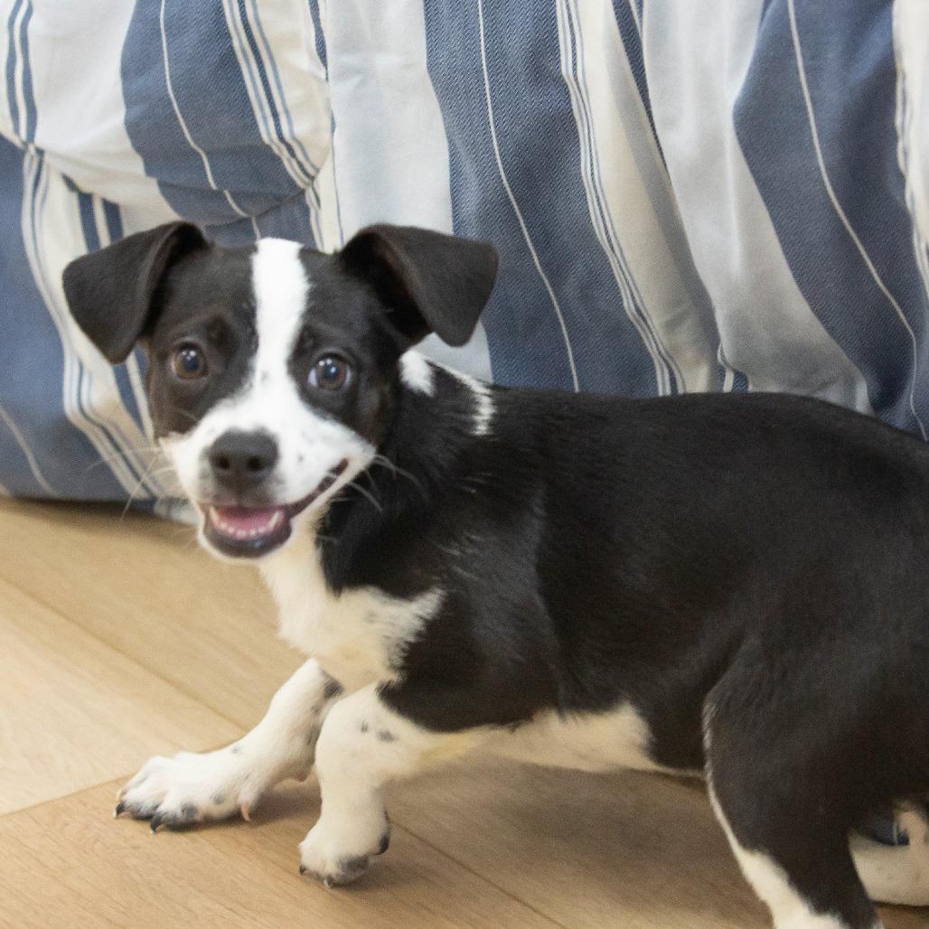 Enlarge Dot, a Adoptable Mixed Breed in Cartersville, GA image 3/4